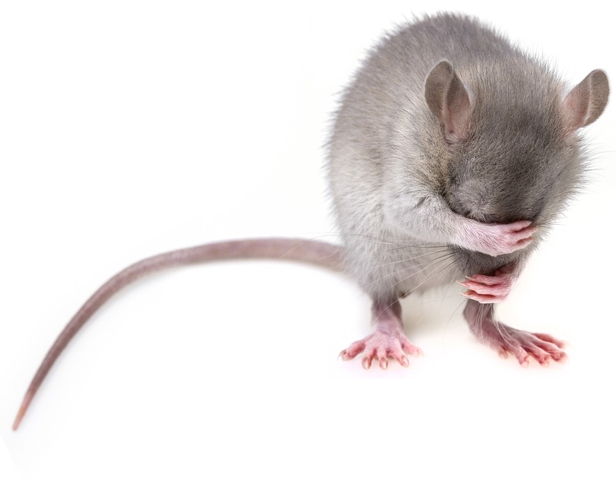 How Rodents Destroy A Crawlspace And What To Do About It | New Leaf Crawl  Space Solutions